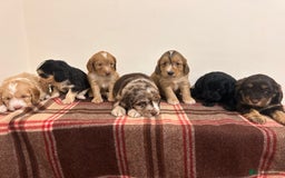 Cockapoo dogs for sale: stunning toy cockapoo  - Advert 1