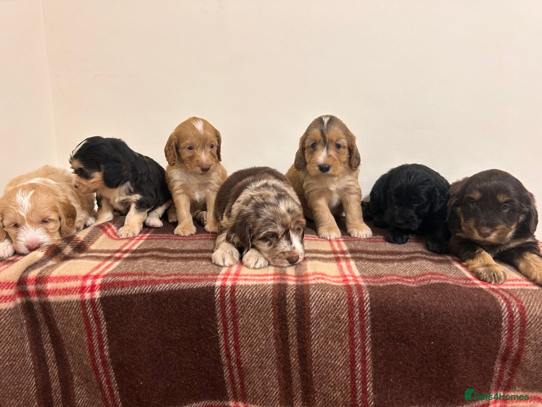 Cockapoo dogs for sale: stunning toy cockapoo  - Advert 1