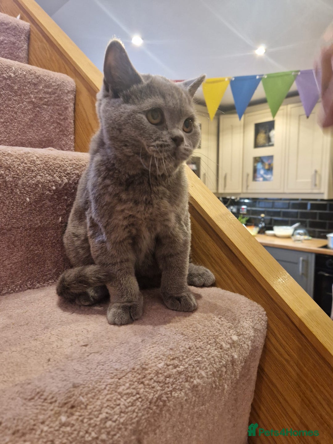 British Shorthair cats for sale: One kitten left British Blue Boy - Image 13