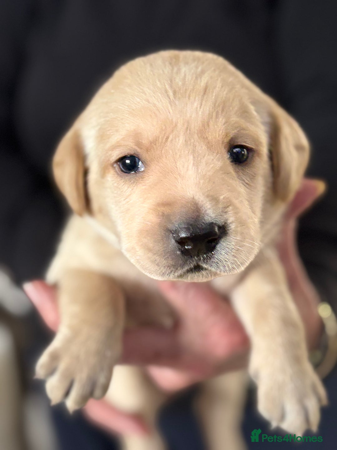 Labrador Retriever dogs for sale: HOME REARED KENNELCLUB REGISTERED LABRADOR PUPPIES - Advert 2