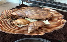 Snails invertebrates for sale: African landsnails - Image 4