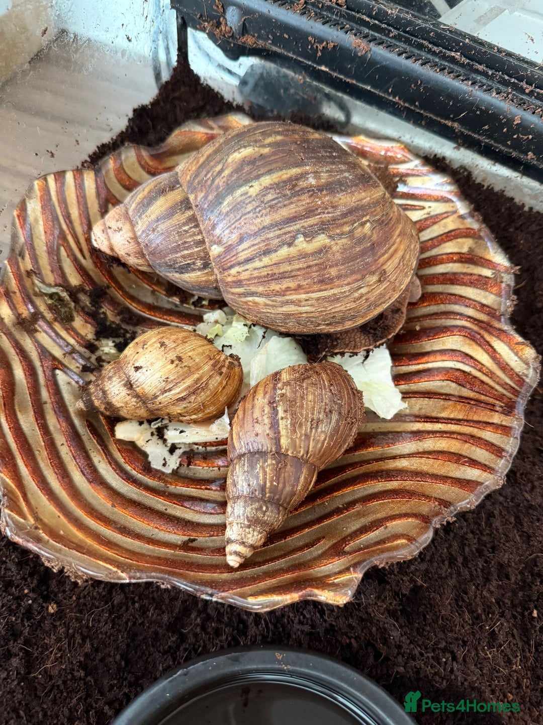 Snails invertebrates for sale: African landsnails - Image 4