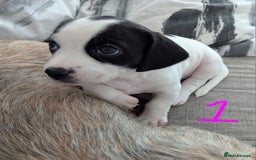 Mixed Breed dogs for sale: Cocker Jack Puppies - Image 12