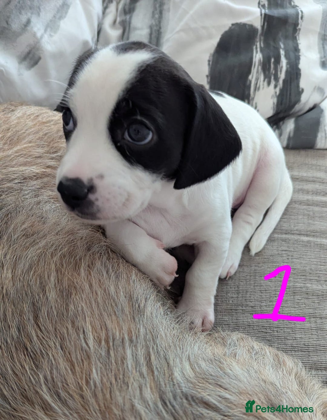 Mixed Breed dogs for sale: Cocker Jack Puppies - Image 12