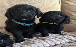 Goldendoodle dogs for sale: 12 Stunning Goldendoodles - Image 15