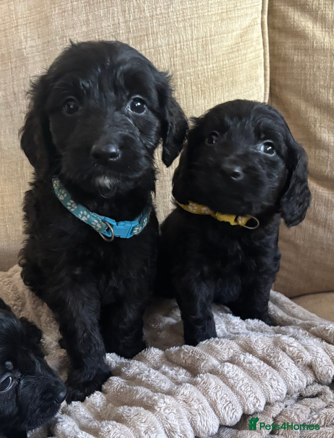Goldendoodle dogs for sale: 12 Stunning Goldendoodles - Image 15