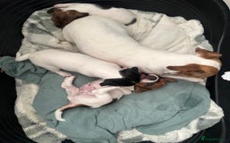 Jack Russell dogs for sale: Miniature Jack Russell’s  - Image 14