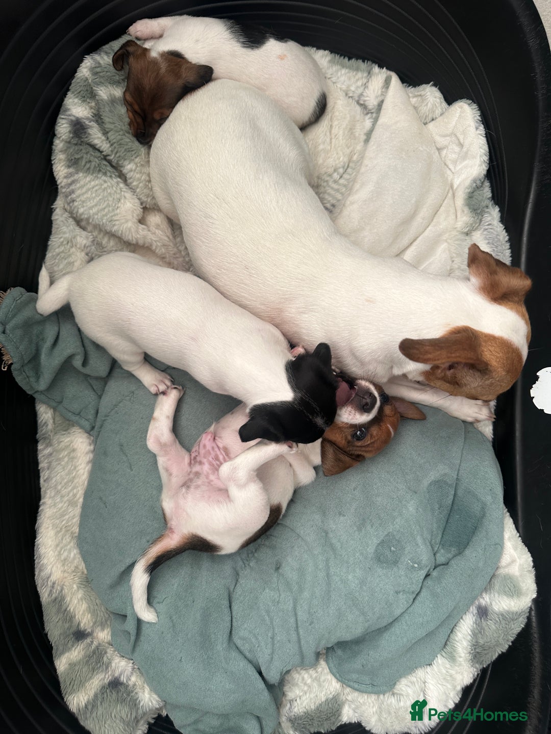 Jack Russell dogs for sale: Miniature Jack Russell’s  - Image 14