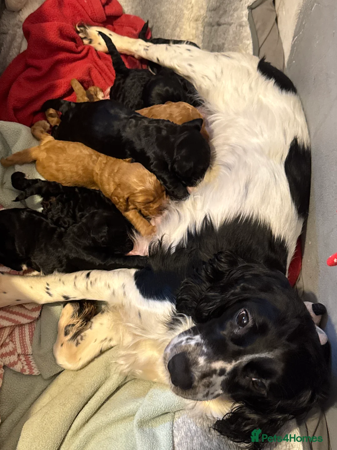 Cockapoo dogs for sale: Cockerpoo puppy’s  - Advert 4