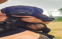 Labrador Retriever dogs for sale: Black Pure bred kg reg Labrador for sale.  - Image 26