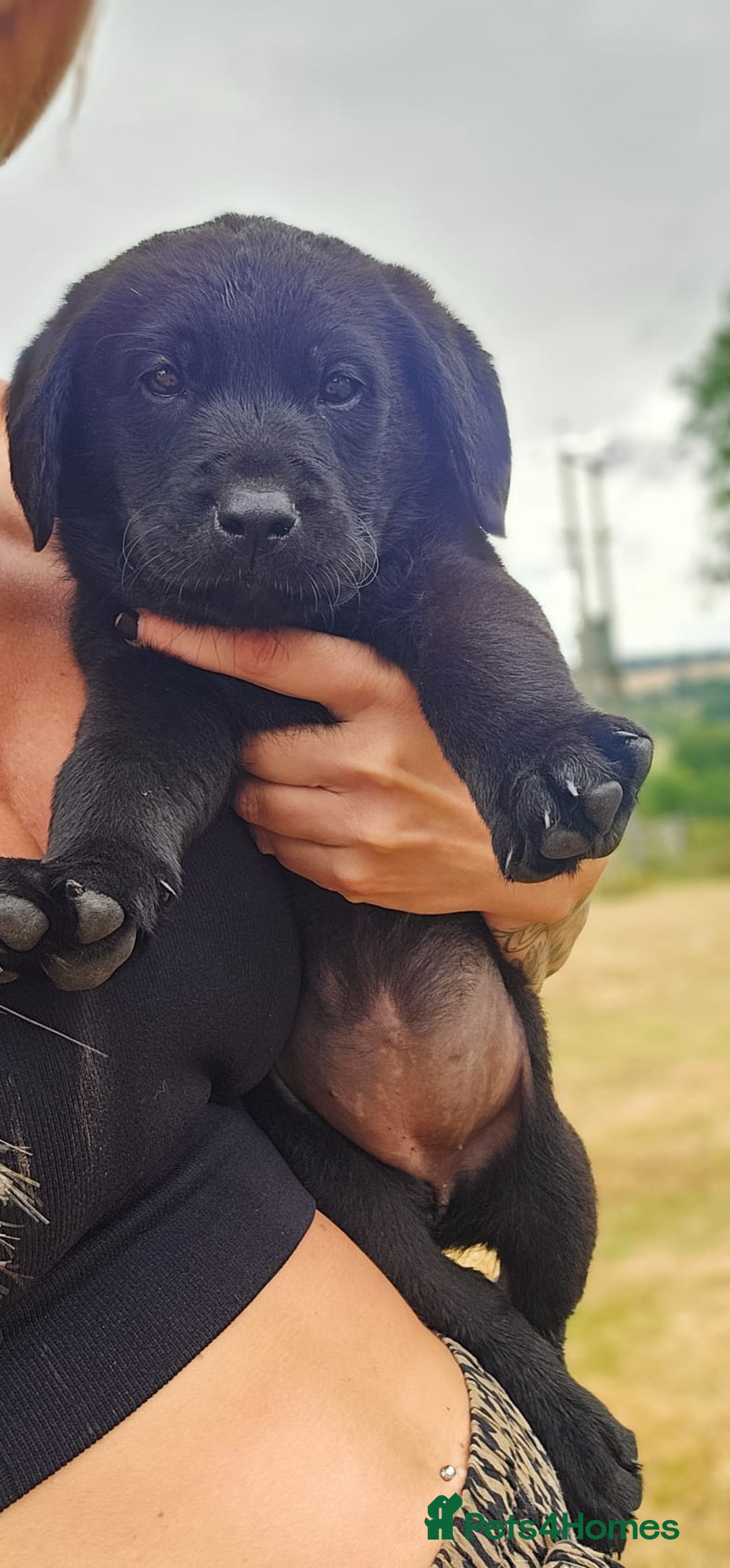 Labrador Retriever dogs for sale: Black Pure bred kg reg Labrador for sale.  - Image 26