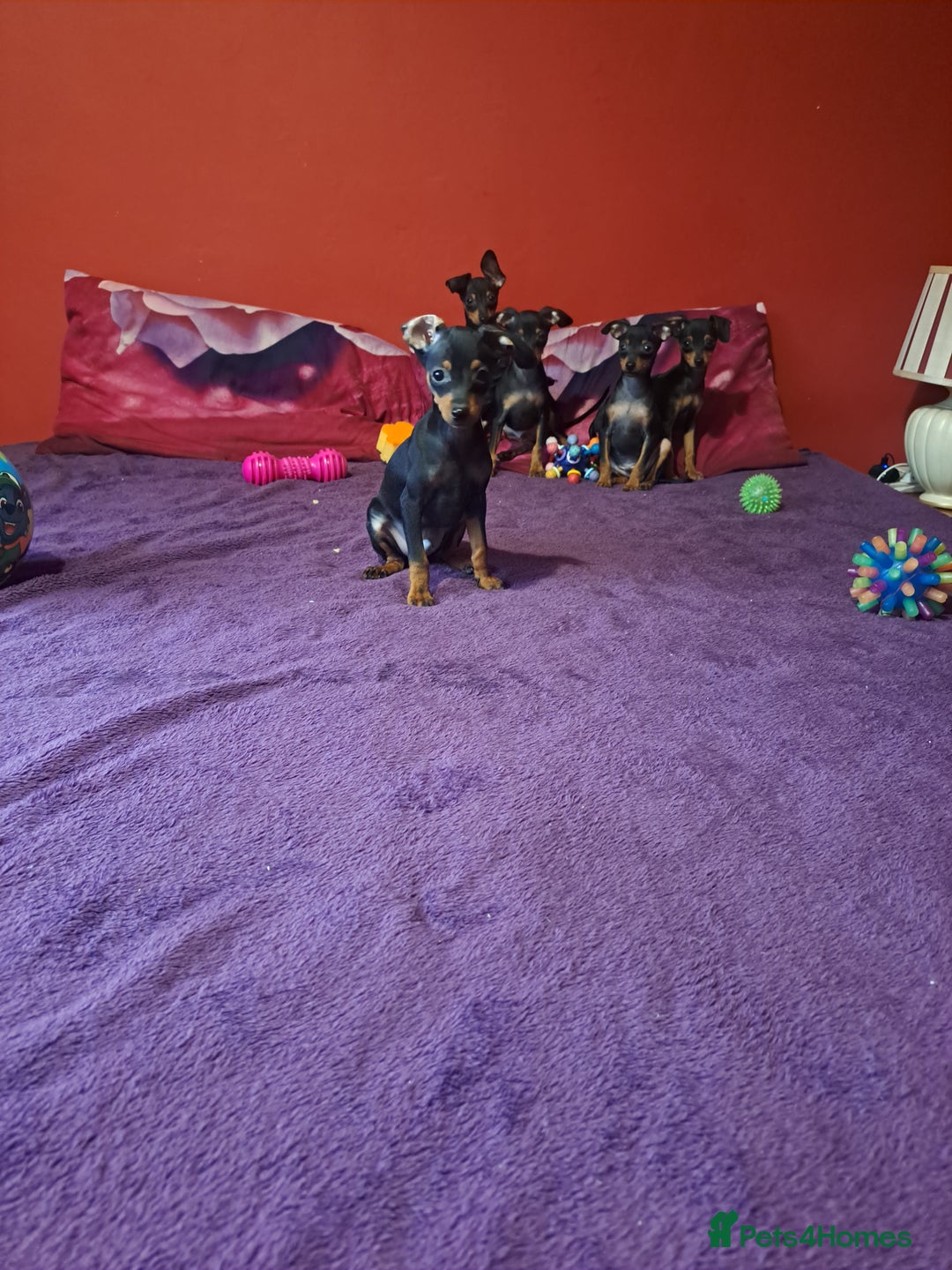 Miniature Pinscher dogs for sale: Miniature Pinscher Puppies 🐾   - Advert 11