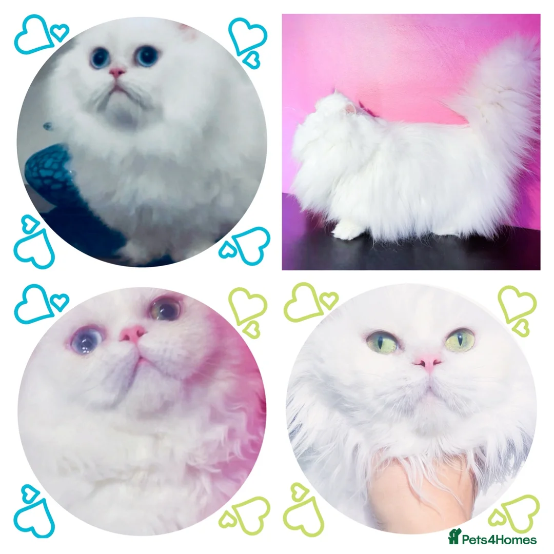 Munchkin cats for stud: Health Tested Napoleon Persian Minuet Munchkin - Advert 2
