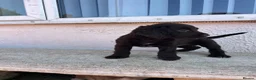 Cocker Spaniel dogs for sale: Beauitful puppies for sale  - Advert 29