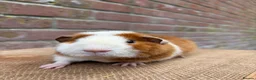 Guinea Pig rodents for sale: Handsome boars  - Advert 4