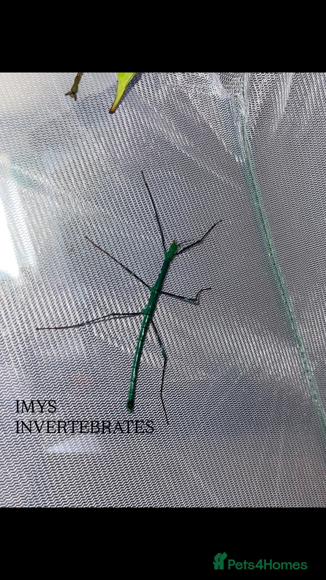 Stick Insects invertebrates for sale: X2 PELENG STICK INSECTS HAPPY TO SHIP - Advert 4