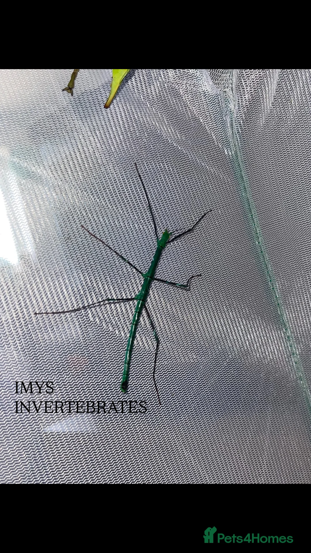 Stick Insects invertebrates for sale: X2 PELENG STICK INSECTS HAPPY TO SHIP - Advert 4