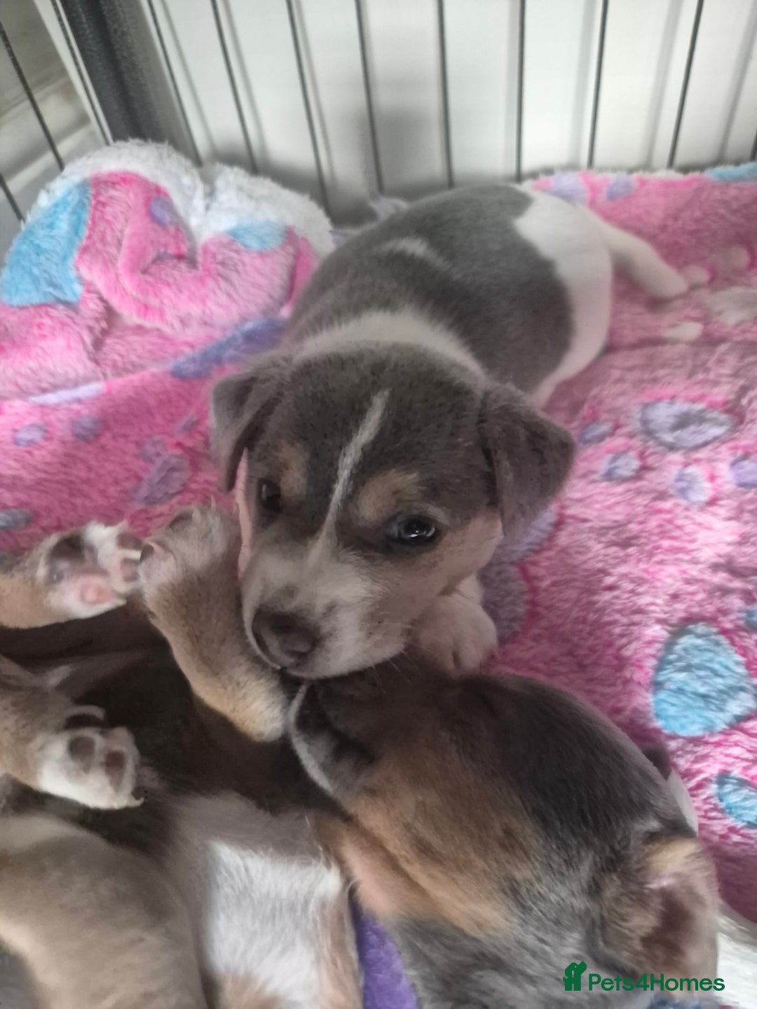 Jack Russell dogs for sale: Beautiful Blue tri miniature jack russells  - Image 17