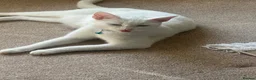 Mixed Breed cats for sale: Kittens - Advert 1