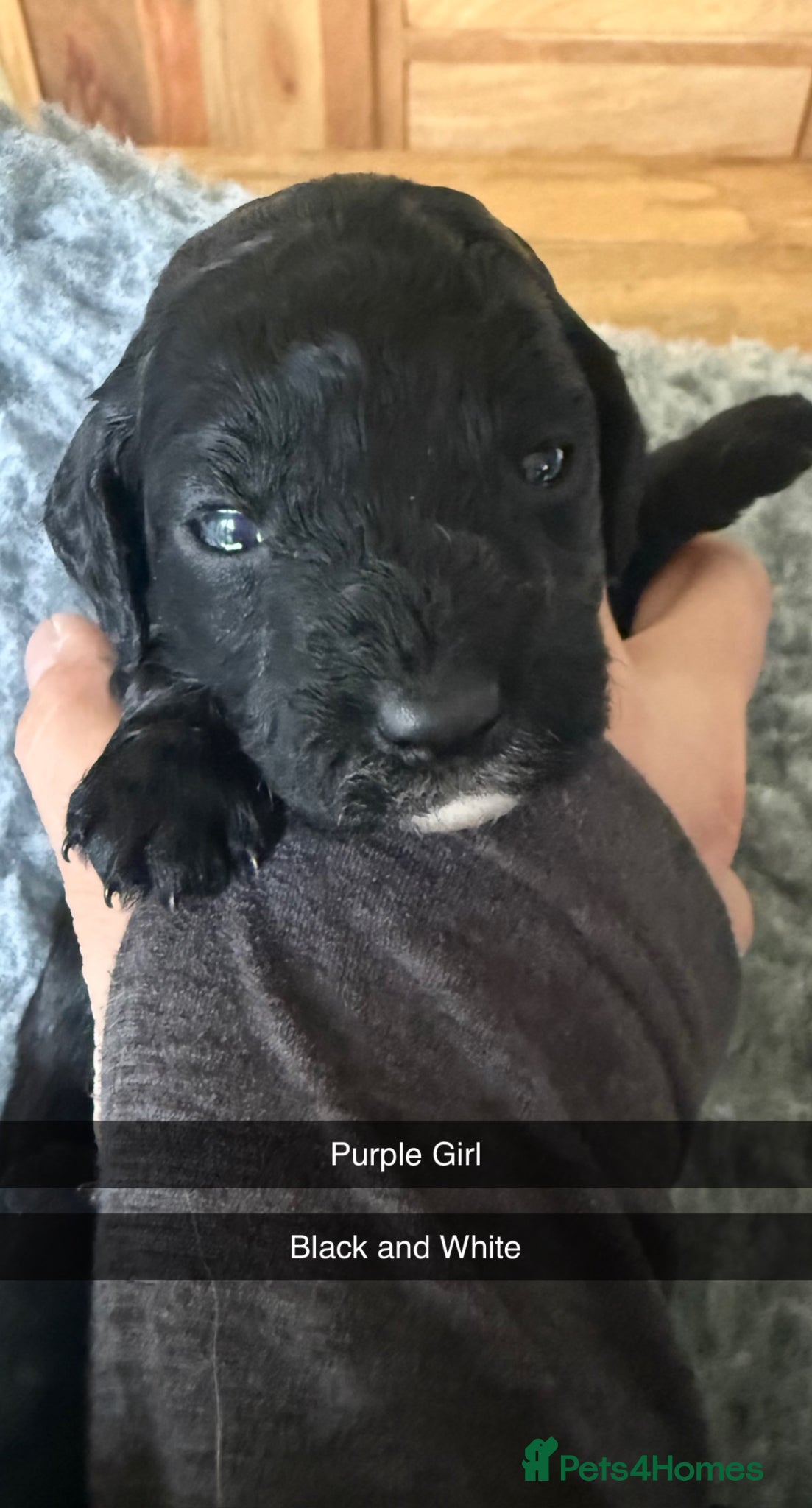 Cockapoo dogs F1B Cockapoo puppies - Advert 7