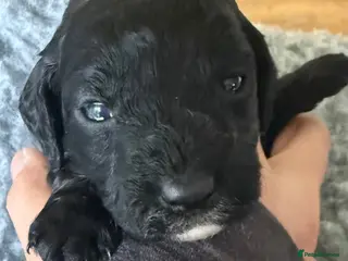 Cockapoo dogs F1B Cockapoo puppies - Advert 7