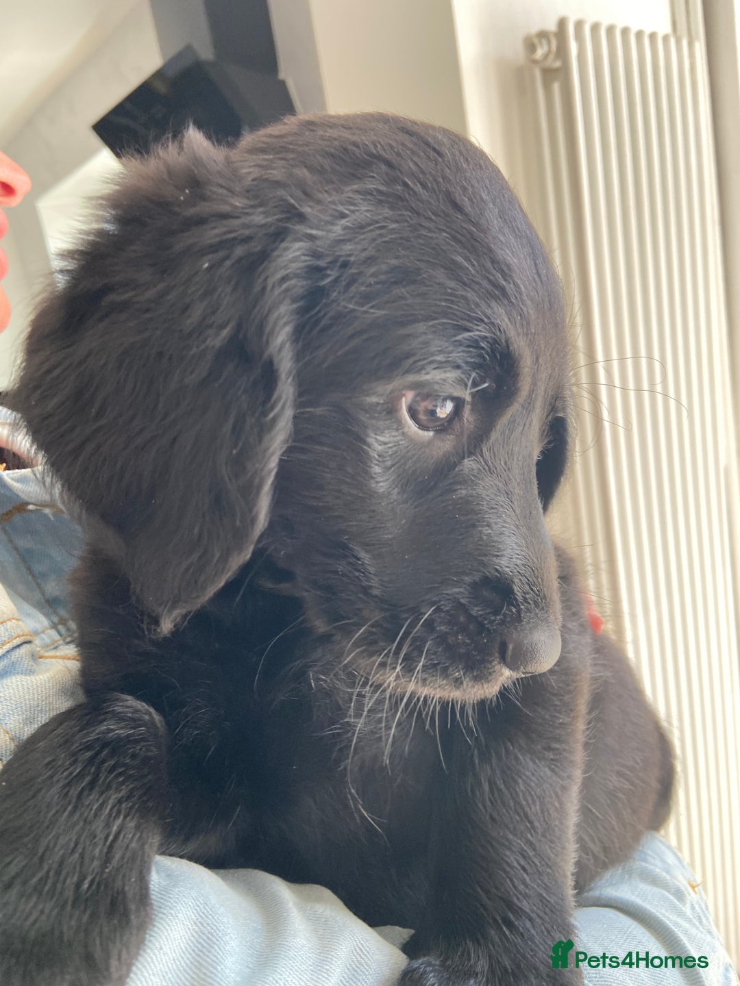 Labradoodle dogs for sale: F1 labradoodles  - Image 11