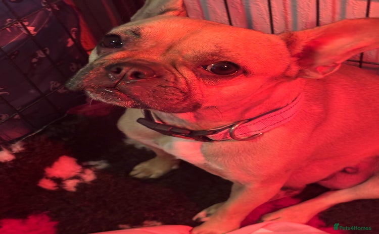 Frug dogs Frug Puppies For sale - Advert 15