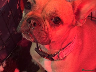 Frug dogs Frug Puppies For sale - Advert 1