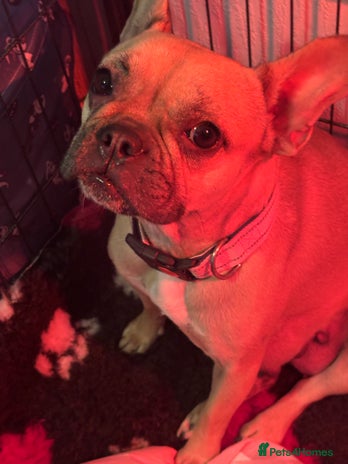 Frug dogs Frug Puppies For sale - Advert 1