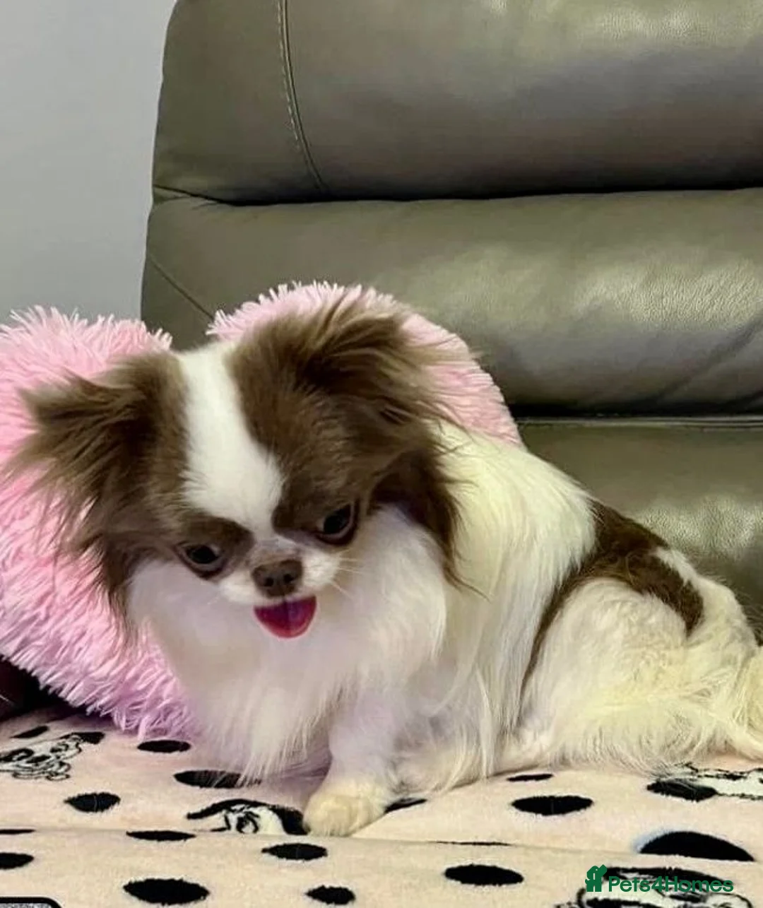 Chihuahua dogs for stud: Very handsome K.C Reg Russian Stud Boy Chihuahua in Dagenham - Advert 3