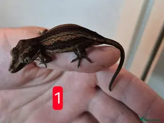 Gecko reptiles 3x unsexed cb25 gargoyle geckos £100 each - Advert 1