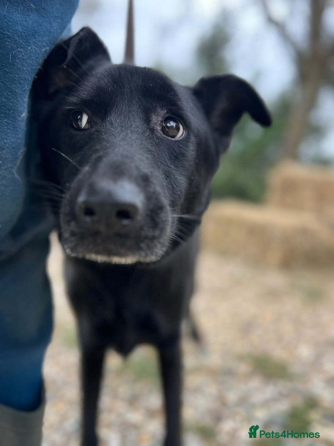 Mixed Breed dogs for adoption: Lady - Norwich Norfolk  - Image 3