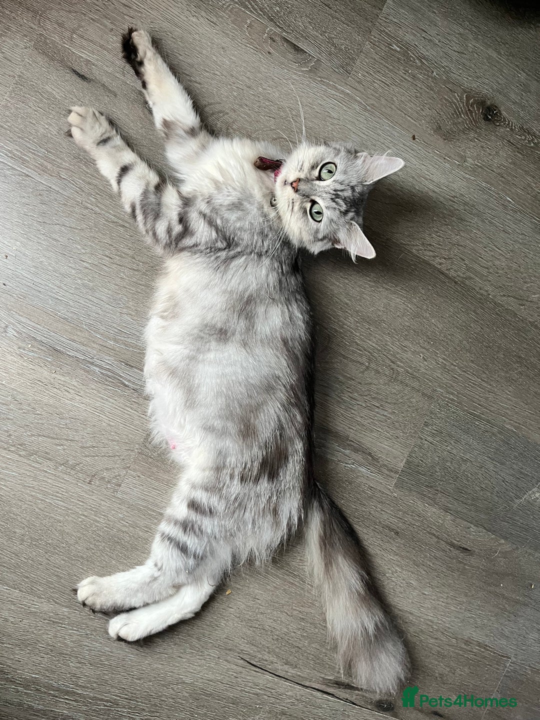 Maine Coon cats for sale: Maine coon kittens  - Image 10