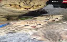 Scottish Fold cats for sale: Scottish fold/ Scottish striaght BSH kittens  - Image 4