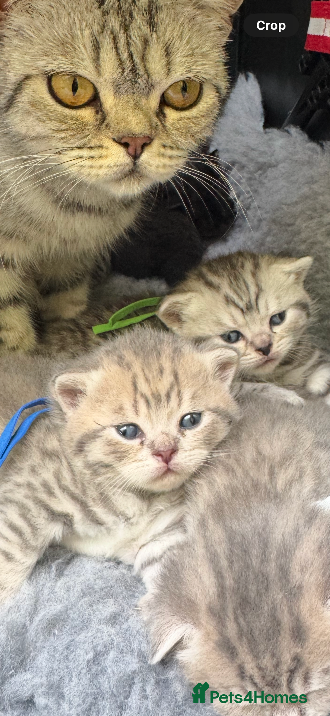 Scottish Fold cats for sale: Scottish fold/ Scottish striaght BSH kittens  - Image 4