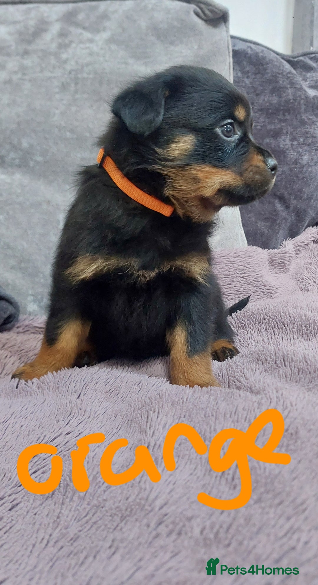 Rottweiler dogs for sale: KC Rottweiler pups (health tested parents) - Advert 5