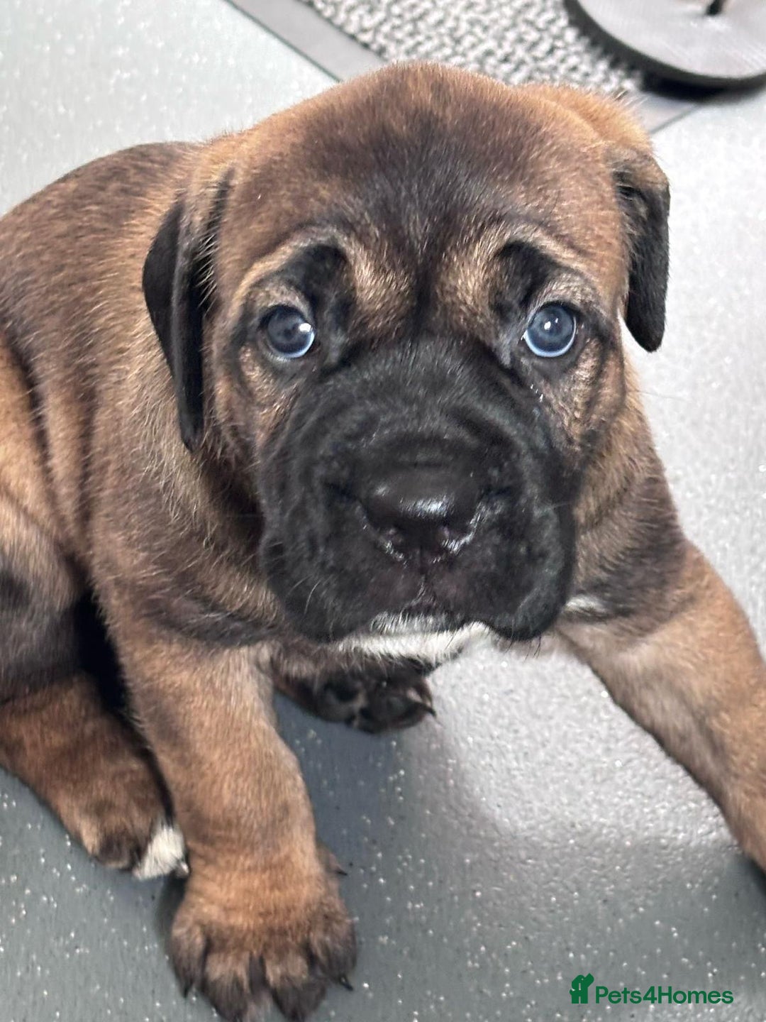 Cane Corso dogs for sale: Cane Corso puppies - Image 5