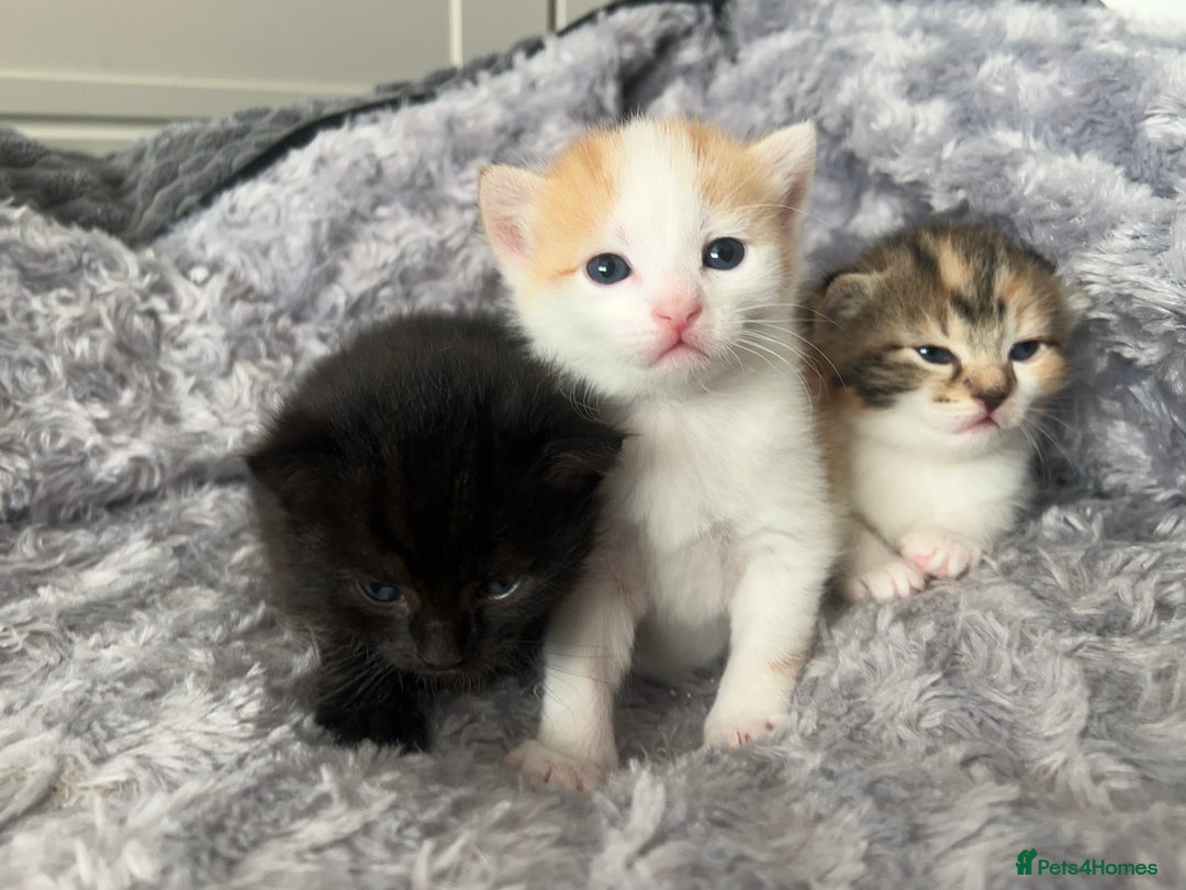 Mixed Breed cats for sale: 3 mixed breed kittens available - Image 22