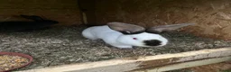 Mixed Breed rabbits for sale: They are very friendly and good with children  - Advert 3