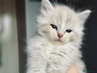 Ragdoll cats Classic & Mink Ragdoll Kittens - Advert 1