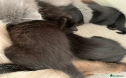Mixed Breed cats for sale: Ragdoll x kittens  - Image 2