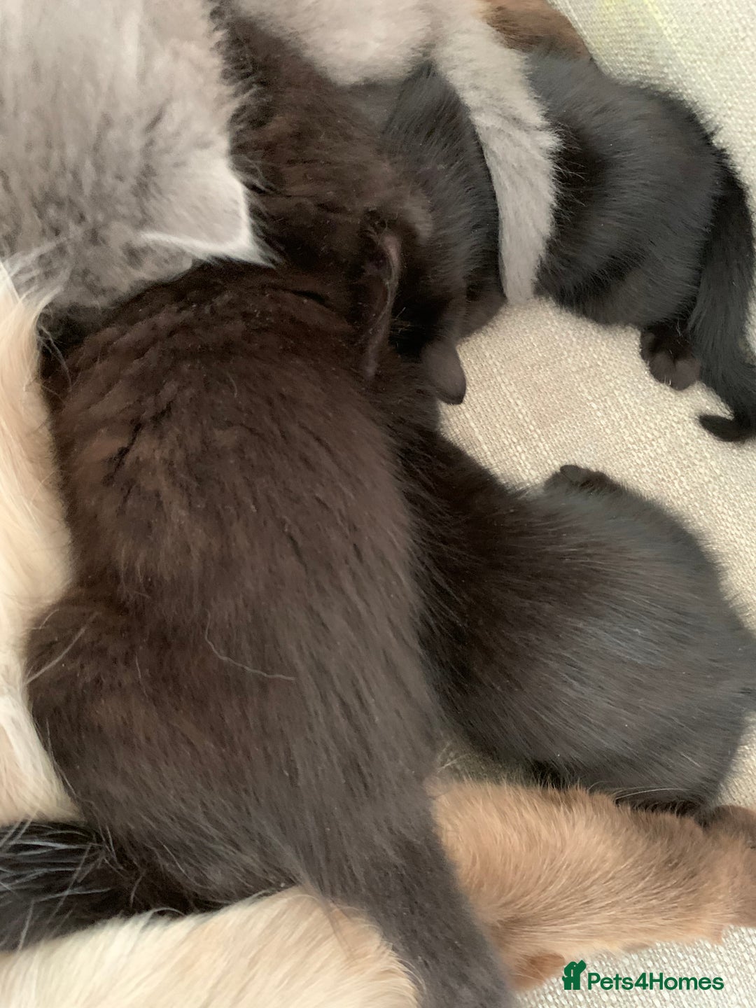 Mixed Breed cats for sale: Ragdoll x kittens  - Image 2