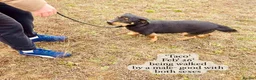 Mixed Breed dogs for adoption: Taco, 10-12 months old. Is reserved 🎉🎉 - Advert 11