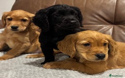 Cocker Spaniel dogs for sale: RED & BLACK COCKER SPANIEL PUPPIES READY NOW 🐶🧡  - Image 1