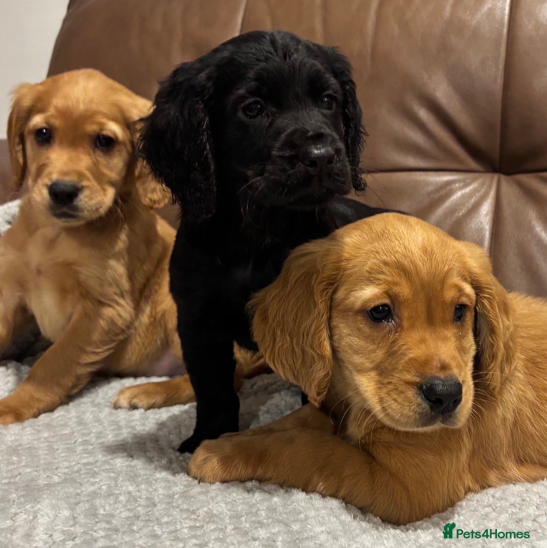 Cocker Spaniel dogs for sale: RED & BLACK COCKER SPANIEL PUPPIES READY NOW 🐶🧡  - Image 1