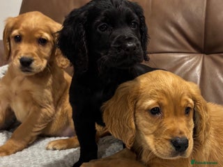 Cocker Spaniel dogs RED & BLACK COCKER SPANIEL PUPPIES READY NOW 🐶🧡 - Advert 4