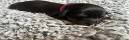 Dachshund dogs for sale: Long haired Dachshunds puppies for sale - Advert 26