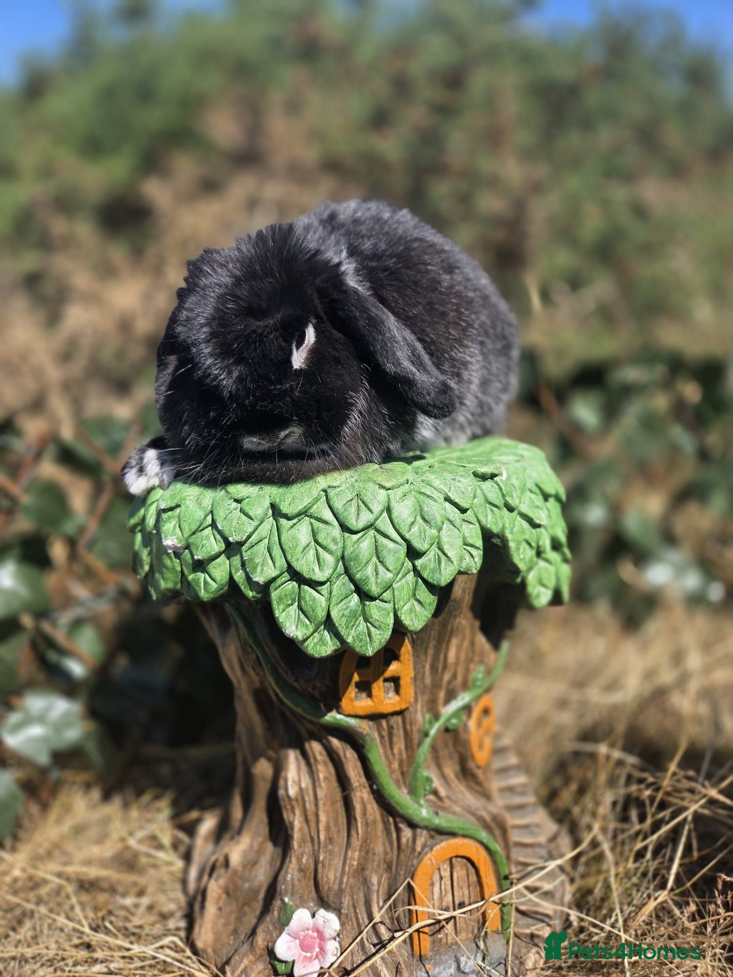 Mini Lop rabbits 2yr old mini lop girl  - Advert 2