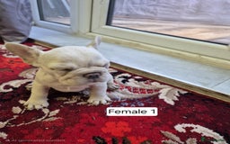 French Bulldog dogs for sale: French Bulldog Puppies  - Image 28