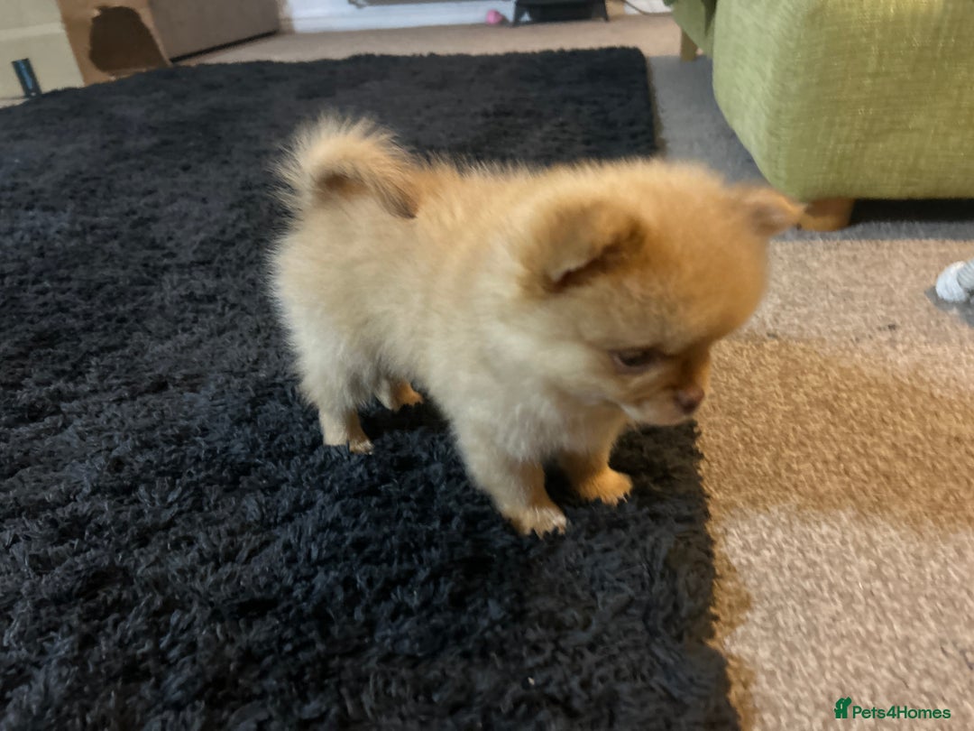 Pomeranian dogs for sale: 2 stunning boy Pomeranian pups ready in 1 week  - Image 6